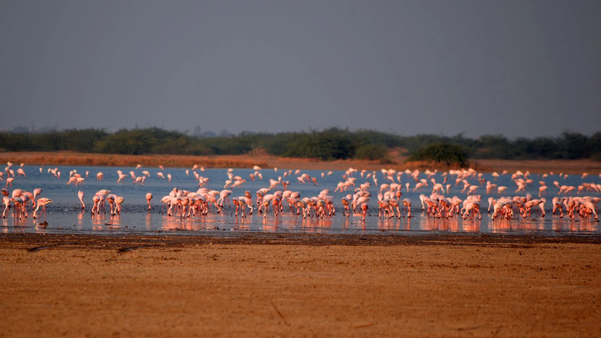 Pelicans — Chhari Dhand