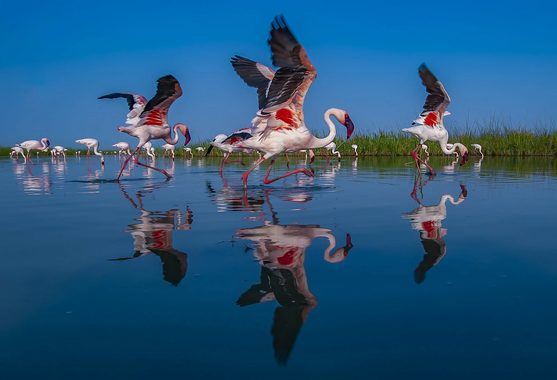 Flamingos of Kutch