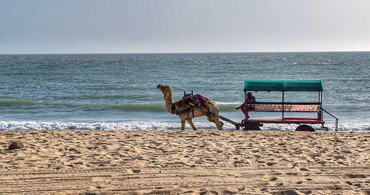 Mandvi Beach — Golden sands, wind farms and the Arabian Sea at Mandvi